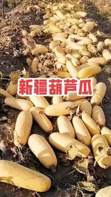 新疆今日葫芦瓜收购价,农民增收可期