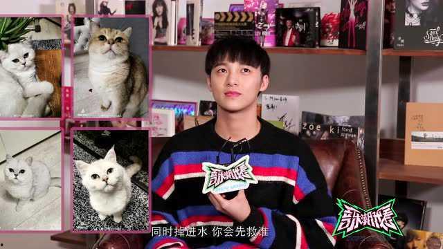 明星网红猫唱歌视频,萌态歌声征服网友