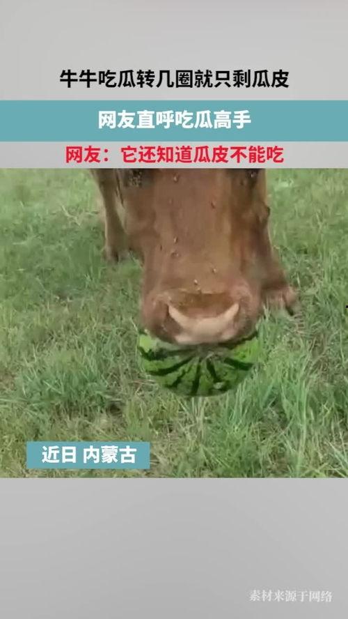 黑牛吃瓜,一场别开生面的田园奇遇