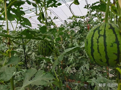 渭南小吊瓜西瓜今日价,价格行情一览”
