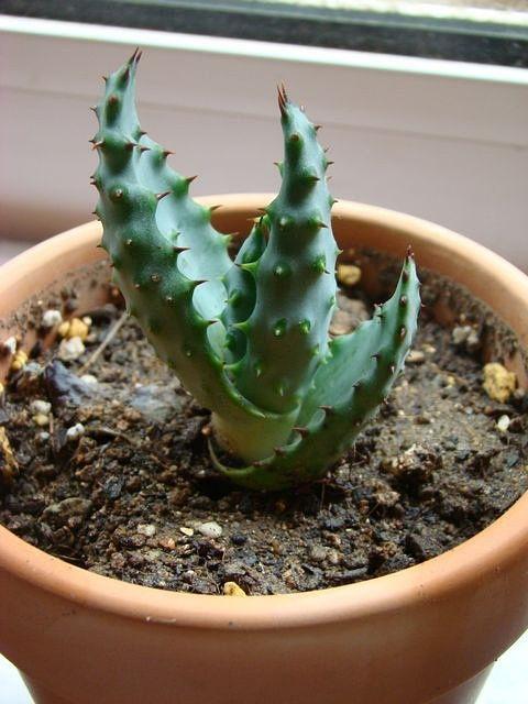 茄瓜热门话题,揭秘种植技巧与营养价值