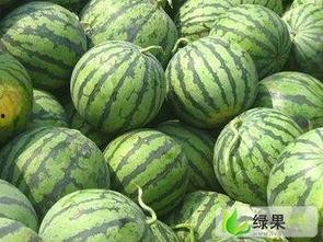 今日乐亭厚皮绿瓜价格,价格行情一览